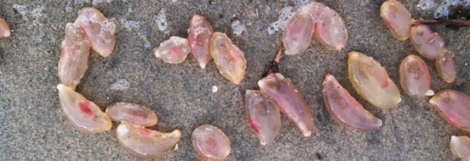 Southern California, California, Huntington Beach, marine, marine creature, marine creatures, sea, sea creatures, sea creature, ocean, ocean creature, ocean creatures, jelly, jellies, jellyfish, sea cucumber, sea cucumbers, invertebrate, invertebrates