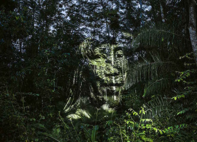 The Blood Forest by Philippe Echaroux, Surui tribe Amazon, Amazon deforestation art, art raising awareness about deforestation