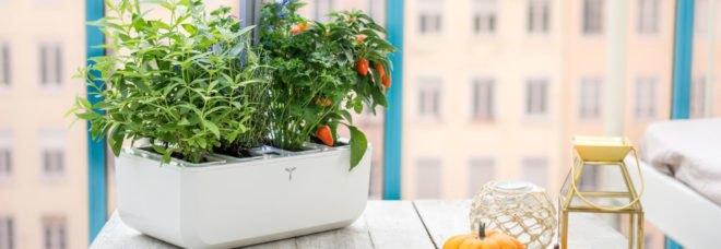 eco-friendly indoor garden, minature gardens, plant house, green holiday, green gift guide, green holidaygift guide, gifts for green thumbs, gifts for gardeners, plant gifts, eco friendly gardening presents, gardening gifts, gifts for gardeners, garden, gardeners, gardening, gardening presents, presents for gardeners, green thumb, green thumb gifts, garden gifts