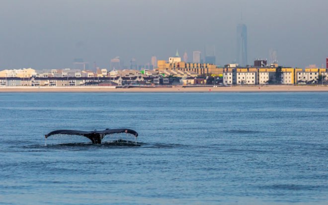 manhattan, hudson river, wildlife, nyc wildlife, nyc marine animals, whale, humpback whale, migrating whales, whale feeding season, whale sightings