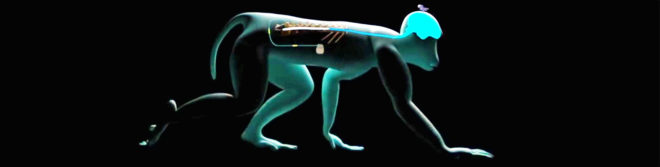 rhesus macaques, monkeys, animal research, prosthetic limbs, medical implants, medical technology, nerve damage, disability, electrodes, clinical trials