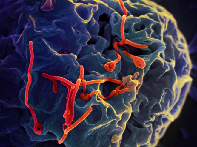 ebola, ebola virus, ebola outbreak ,ebola epidemic, west africa, virus genome, ebola mutations, research study
