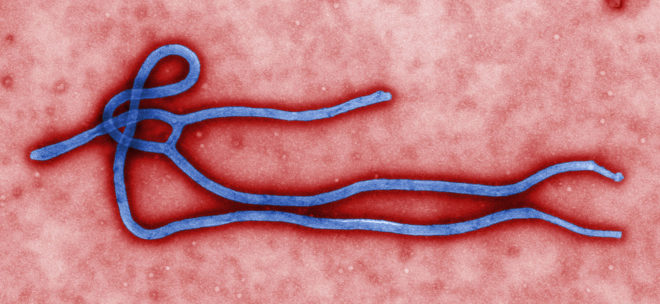 ebola, ebola virus, ebola outbreak ,ebola epidemic, west africa, virus genome, ebola mutations, research study