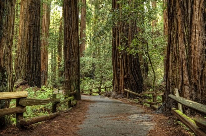 irish town plans to plant largest redwood grove, town of birr plants redwoods, largest redwood grove, coastal redwood, redwood endangered, lord rosse, birr, ireland