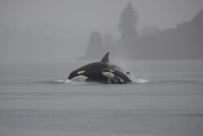 killer whales under threat from oil pipeline, trans mountain pipeline, orca, tar sands, bitumen, oil, pipeline, keystone xl,