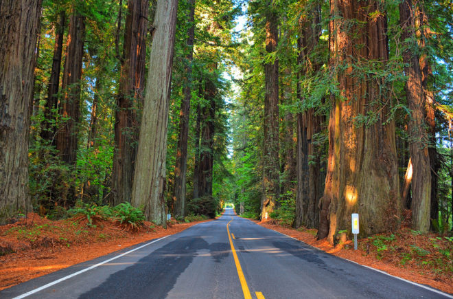 irish town plans to plant largest redwood grove, town of birr plants redwoods, largest redwood grove, coastal redwood, redwood endangered, lord rosse, birr, ireland