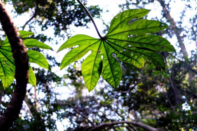 atmospheric carbon, carbon, carbon dioxide, carbon dioxide emissions, plants, photosynthesis, global carbon project, Trevor Keenan, Berkeley Lab’s Climate and Ecosystems Division
