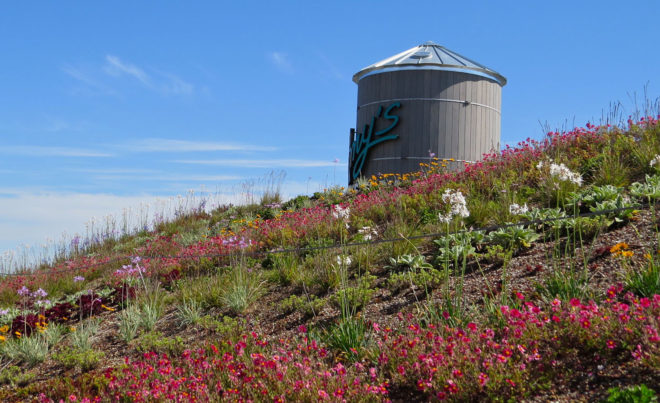 Amy's Kitchen Drive-Thru Restaurant, green roof, vegetarian restaurant, non-GMO food, GMO food, healthy food, organic food, drive thru, San Francisco, rainwater harvesting, storm water, drought-resistant plants, solar array, solar panels, green architecture