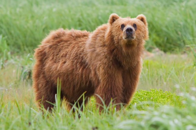 Russia, Siberia, bear, bears, brown bear, brown bears, animal, animals, animal cruelty, investigation, criminal investigation, inquiry, animal treatment