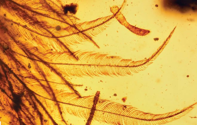 Dinosaur, dinosaurs, dinosaur tail, tail, tails, feather, feathers, plumage, dinosaur feathers, discovery, dinosaur discovery, Myanmar, amber, amber mine, amber mines