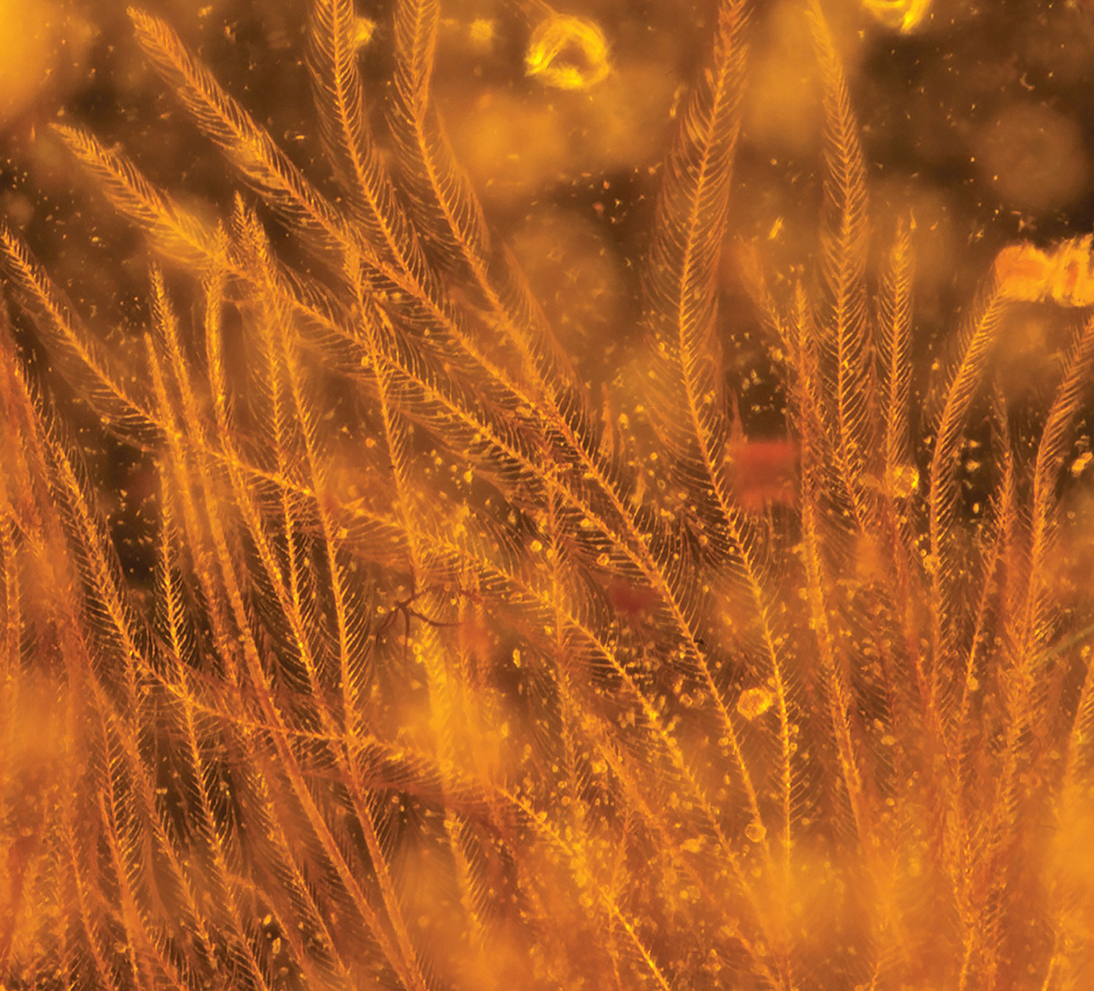Dinosaur, dinosaurs, dinosaur tail, tail, tails, feather, feathers, plumage, dinosaur feathers, discovery, dinosaur discovery, Myanmar, amber, amber mine, amber mines