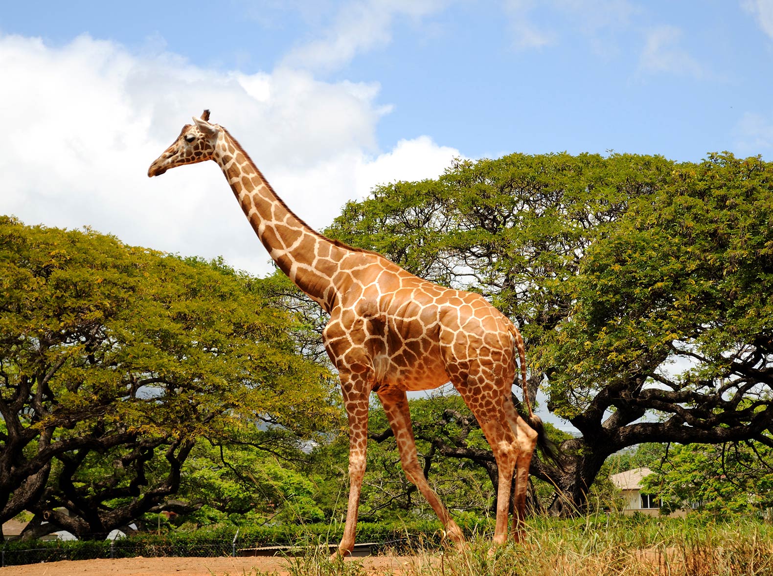 Giraffe, giraffes, animal, animals, International Union for the Conservation of Nature, IUCN, IUCN red list, red list, endangered, endangered species, endangered animal, endangered animals