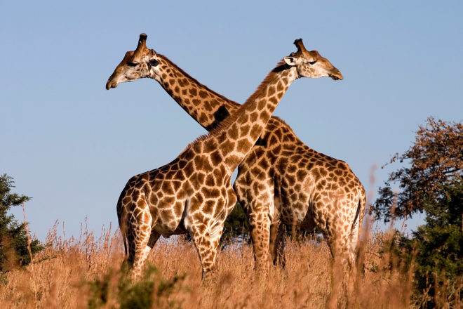 Giraffe, giraffes, animal, animals, International Union for the Conservation of Nature, IUCN, IUCN red list, red list, endangered, endangered species, endangered animal, endangered animals