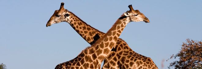 Giraffe, giraffes, animal, animals, International Union for the Conservation of Nature, IUCN, IUCN red list, red list, endangered, endangered species, endangered animal, endangered animals