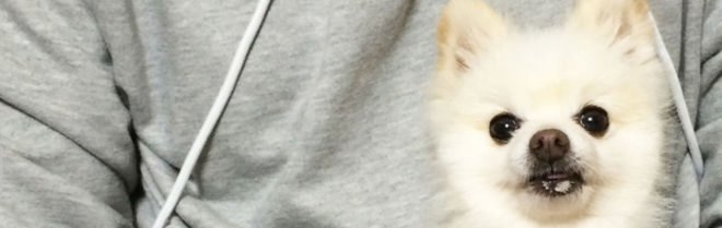 cat, cats, Clothing, clothing innovation, design innovation, dog, dogs, PET, pets