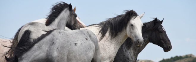 US wild horses, US wild horse slaughter, wild horse slaughter, wild horse killing, wildlife, US wildlife, wild horses