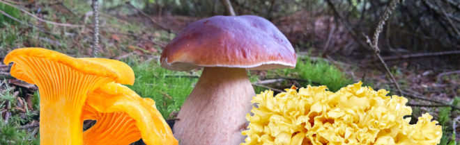 guide to mushroom foraging, mushroom foraging guide, Edible mushrooms, mushroom hunting, mushroom foraging, beginner mushroom hunting, easy to find edible mushrooms, how to find edible mushrooms, how to avoid poisonous mushrooms, which mushrooms are poisonous, how to tell poisonous mushrooms, how to identify mushrooms, poison mushroom, fungi, toadstool, poisonous toadstool, Amanita, Death Cap Mushroom, Destroying Angel mushroom, chanterelle, bolete mushroom, porcini, cauliflower mushroom, sparassis, Wild Kevin, mushroom hunting in San Francisco, wild mushrooms in San francisco Bay Area