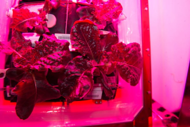 nasa, international space station, nasa veggie, nasa lettuce, growing lettuce on iss, astronaut diets, astronaut food