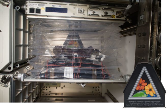 nasa, international space station, nasa veggie, nasa lettuce, growing lettuce on iss, astronaut diets, astronaut food