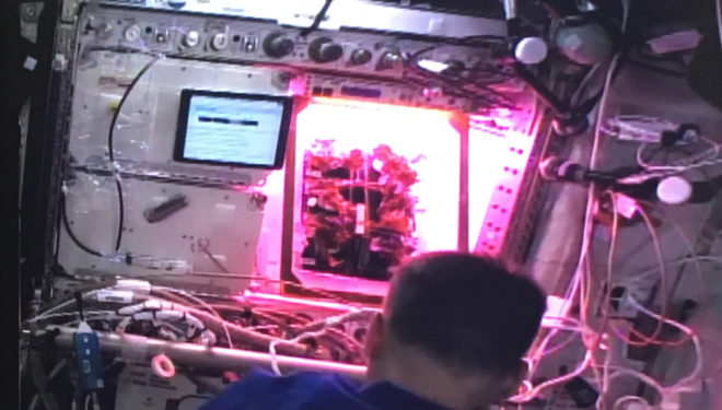 nasa, international space station, nasa veggie, nasa lettuce, growing lettuce on iss, astronaut diets, astronaut food
