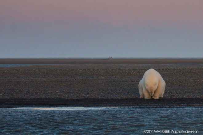 polar bear, polar bears, arctic, alaska, barter island, patty waymire, photography, photographer, climate change, habitat loss, global warming, endangered species