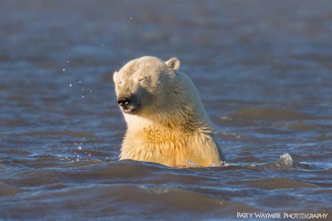 polar bear, polar bears, arctic, alaska, barter island, patty waymire, photography, photographer, climate change, habitat loss, global warming, endangered species