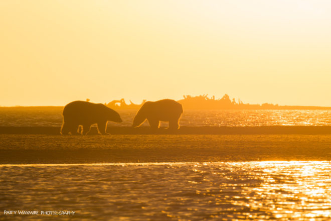 polar bear, polar bears, arctic, alaska, barter island, patty waymire, photography, photographer, climate change, habitat loss, global warming, endangered species