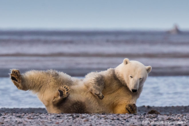 polar bear, polar bears, arctic, alaska, barter island, patty waymire, photography, photographer, climate change, habitat loss, global warming, endangered species