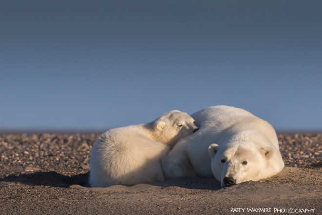 polar bear, polar bears, arctic, alaska, barter island, patty waymire, photography, photographer, climate change, habitat loss, global warming, endangered species