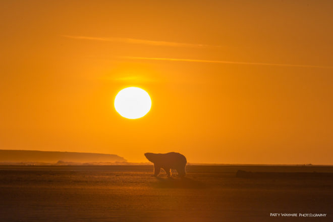 polar bear, polar bears, arctic, alaska, barter island, patty waymire, photography, photographer, climate change, habitat loss, global warming, endangered species
