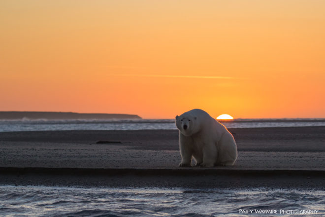 polar bear, polar bears, arctic, alaska, barter island, patty waymire, photography, photographer, climate change, habitat loss, global warming, endangered species