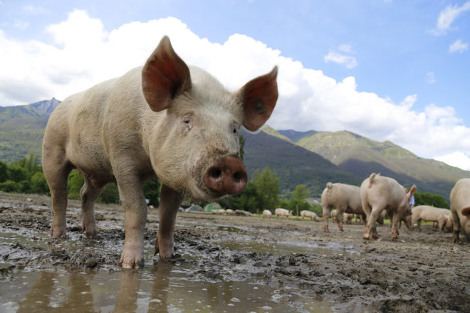 Antibiotics, antibiotic, antibiotic resistance, bacteria, superbug, pig farm, hog farm, pig, pigs, hog, hogs, Ohio State University