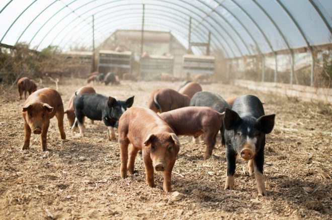 Antibiotics, antibiotic, antibiotic resistance, bacteria, superbug, pig farm, hog farm, pig, pigs, hog, hogs, Ohio State University