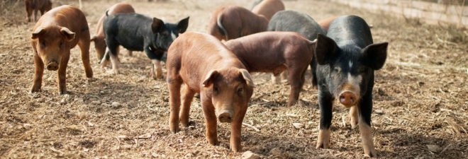 Antibiotics, antibiotic, antibiotic resistance, bacteria, superbug, pig farm, hog farm, pig, pigs, hog, hogs, Ohio State University