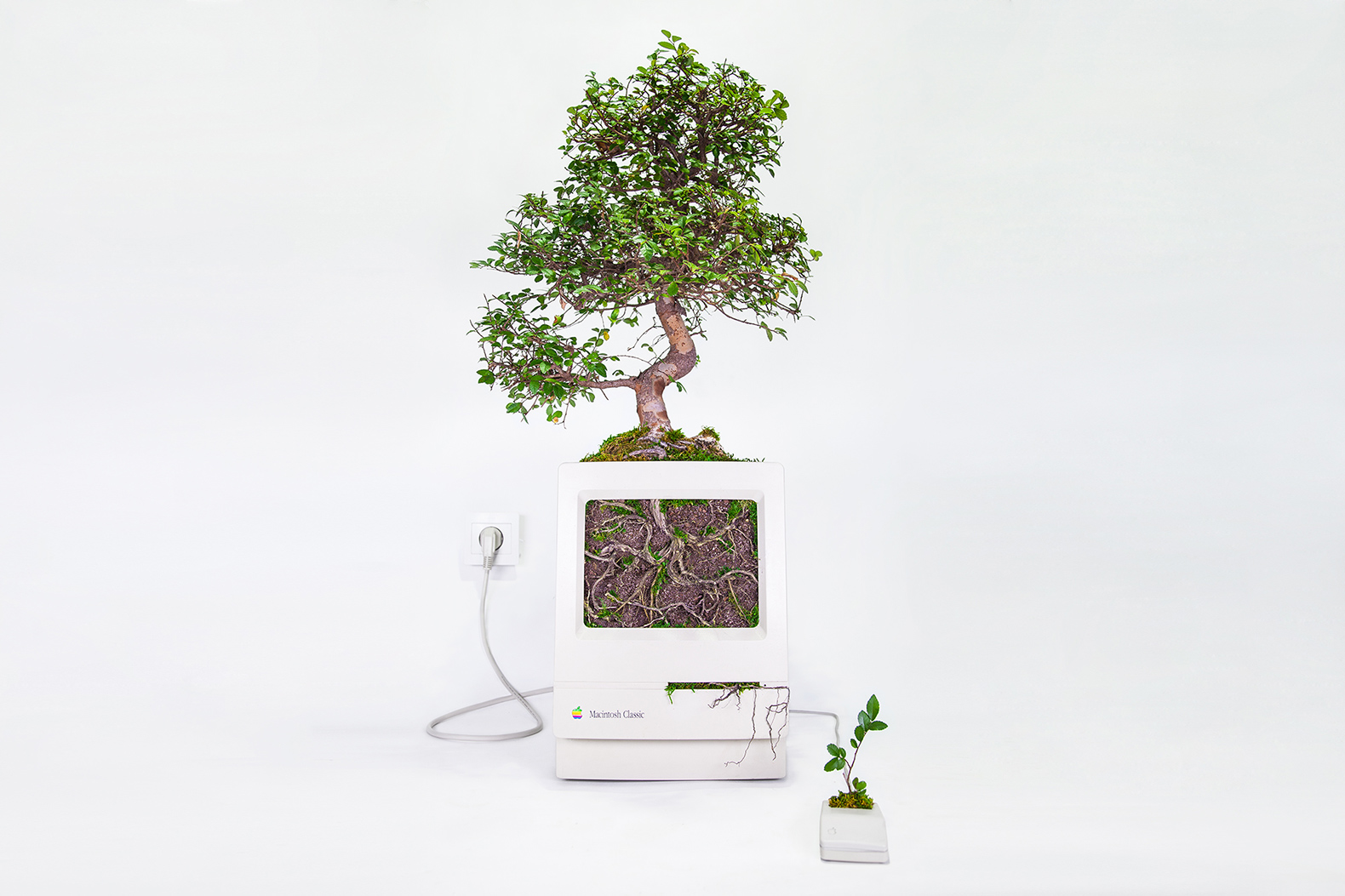 Monsieur Plant, Christophe Guinet, Plant your Mac!, Plant your Mac! by Monsier Plant, plant, plants, garden, gardens, greenery, technology, tech, nature, Apple, Mac, Macintosh, computer, computers, device, devices