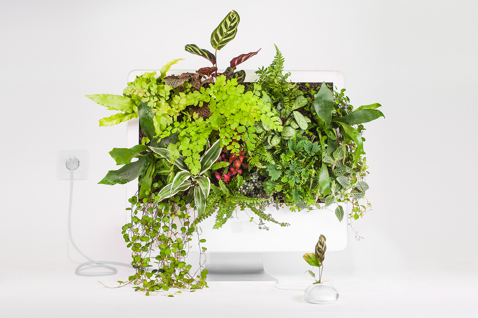 Monsieur Plant, Christophe Guinet, Plant your Mac!, Plant your Mac! by Monsier Plant, plant, plants, garden, gardens, greenery, technology, tech, nature, Apple, Mac, Macintosh, computer, computers, device, devices