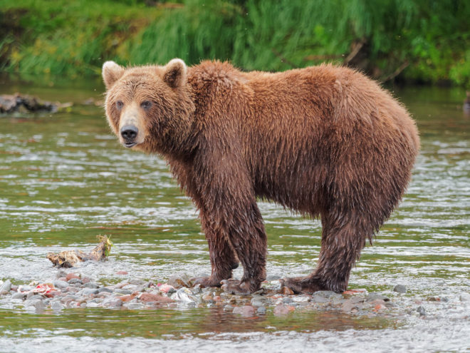 Russia, Siberia, bear, bears, brown bear, brown bears, animal, animals, animal cruelty, investigation, criminal investigation, inquiry, animal treatment