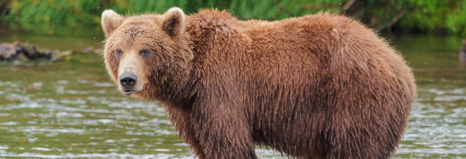 Russia, Siberia, bear, bears, brown bear, brown bears, animal, animals, animal cruelty, investigation, criminal investigation, inquiry, animal treatment