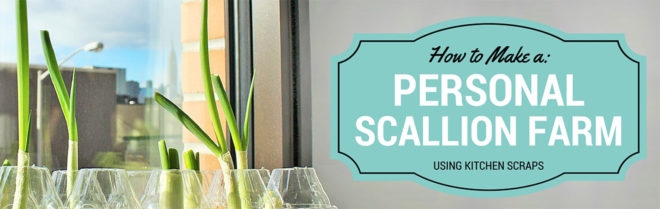 how to regrow scallions, regrow scallions, regrow green onions, can you regrow green onions, reduce food waste, food waste, grow scallions from scraps, urban gardening, scallion farm, scallion garden, yuka yoneda diy