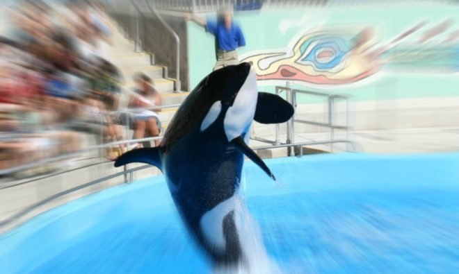 seaworld, seaworld abu dhabi, killer whales, PETA, animals sea world, United Arab Emirates, BlackFish, killer whales in captivity, seaworld orcas, marine life research and rehabilitation center,