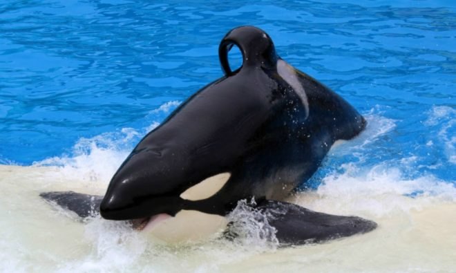 seaworld, seaworld abu dhabi, killer whales, PETA, animals sea world, United Arab Emirates, BlackFish, killer whales in captivity, seaworld orcas, marine life research and rehabilitation center,