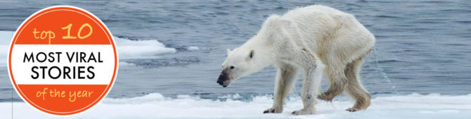 Top 10 Viral Inhabitat Stories of 2016, emaciated polar bear, inhabitat, viral stories