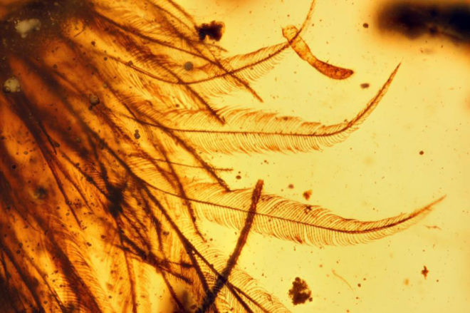 myanmar, dinosaur, dinosaurs, dinosaur feathers, fossils, amber, paleontology, scientific specimens, China University of Geosciences, Royal Saskatchewan Museum, coelurosaur, baby dinosaur tail, dinosaur tail in amber