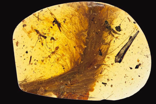myanmar, dinosaur, dinosaurs, dinosaur feathers, fossils, amber, paleontology, scientific specimens, China University of Geosciences, Royal Saskatchewan Museum, coelurosaur, baby dinosaur tail, dinosaur tail in amber
