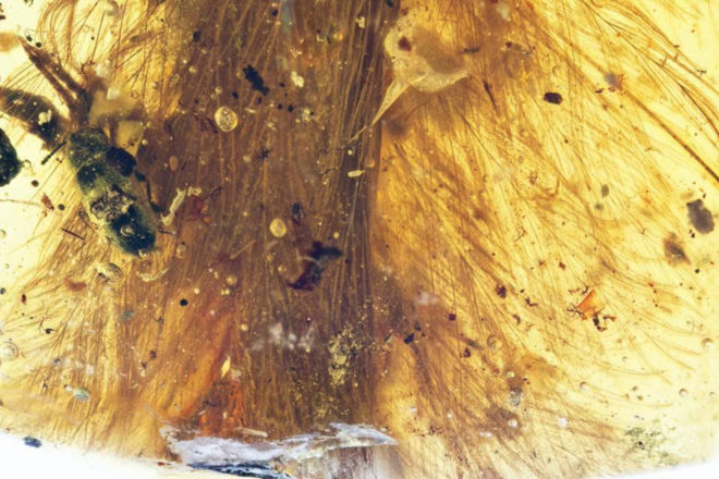 myanmar, dinosaur, dinosaurs, dinosaur feathers, fossils, amber, paleontology, scientific specimens, China University of Geosciences, Royal Saskatchewan Museum, coelurosaur, baby dinosaur tail, dinosaur tail in amber