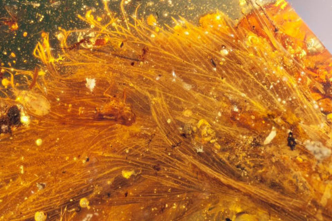 myanmar, dinosaur, dinosaurs, dinosaur feathers, fossils, amber, paleontology, scientific specimens, China University of Geosciences, Royal Saskatchewan Museum, coelurosaur, baby dinosaur tail, dinosaur tail in amber