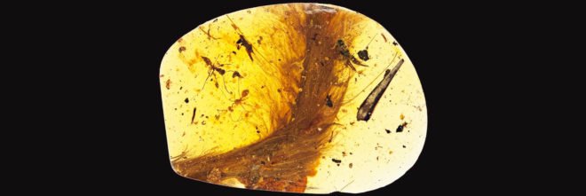 myanmar, dinosaur, dinosaurs, dinosaur feathers, fossils, amber, paleontology, scientific specimens, China University of Geosciences, Royal Saskatchewan Museum, coelurosaur, baby dinosaur tail, dinosaur tail in amber