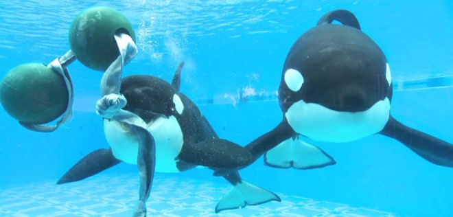 seaworld, seaworld abu dhabi, killer whales, PETA, animals sea world, United Arab Emirates, BlackFish, killer whales in captivity, seaworld orcas, marine life research and rehabilitation center,
