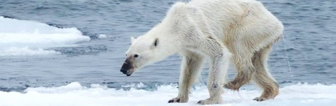 polar bear, skinny polar bear, frail polar bear, animals, global warming, climate change, top inhabitat story 2016