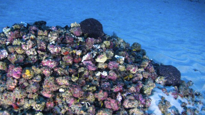 brazilian coral reef, coral reefs, endangered, oil drilling, greenpeace